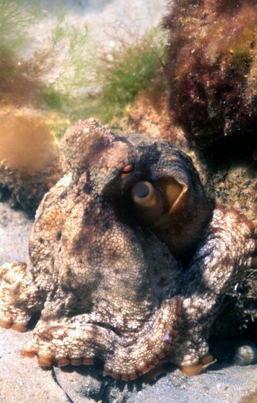 Impossibly Beautiful Marine Life in Sydney Harbour – Part 4