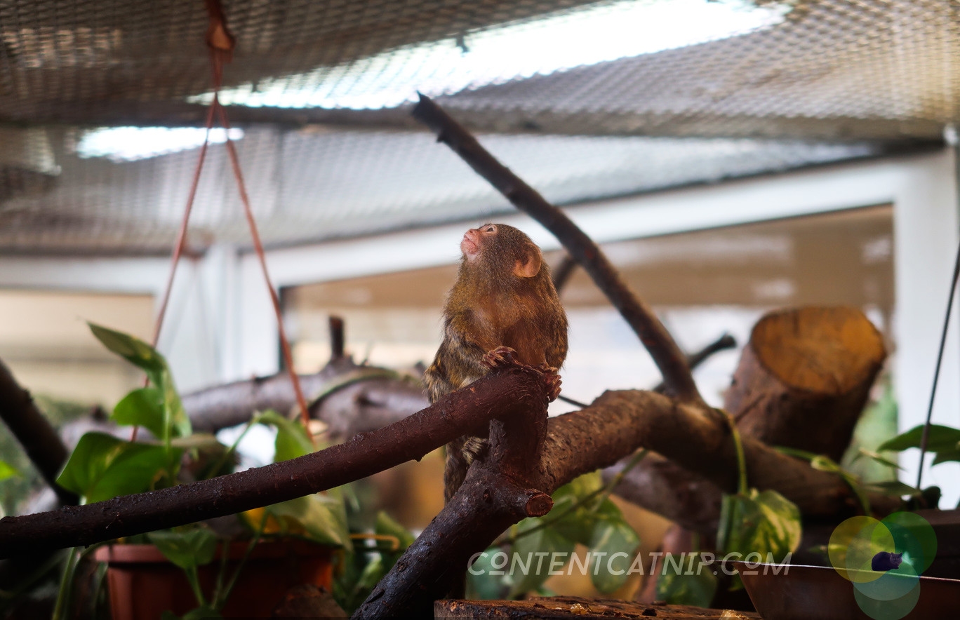 Pygmy marmoset. Warsaw Zoo Copyright Content Catnip 2019