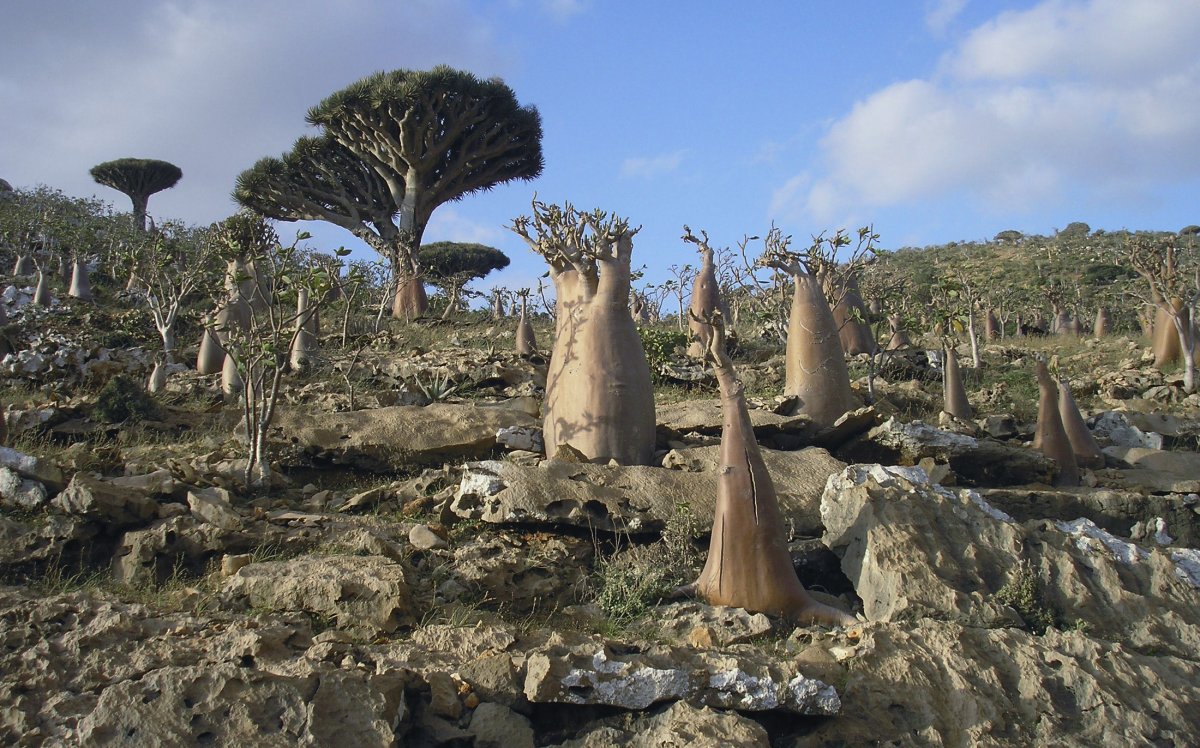 Welcome to a strange and forgotten alien world: Socotra
