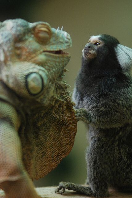 When Godzilla met King Kong when they were just kids