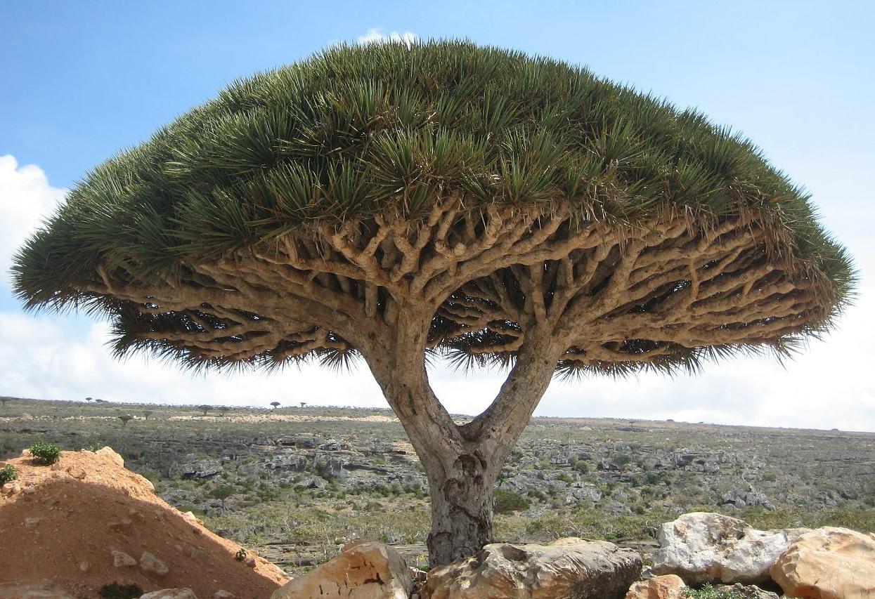 Welcome to a strange and forgotten alien world: Socotra