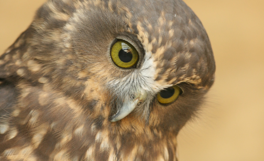 What New Zealand native species are you? morepork