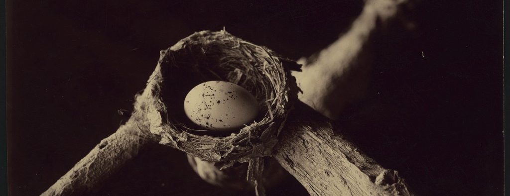 Every Picture Tells A Story: Nest Of The Lemon-Breasted Flycatcher