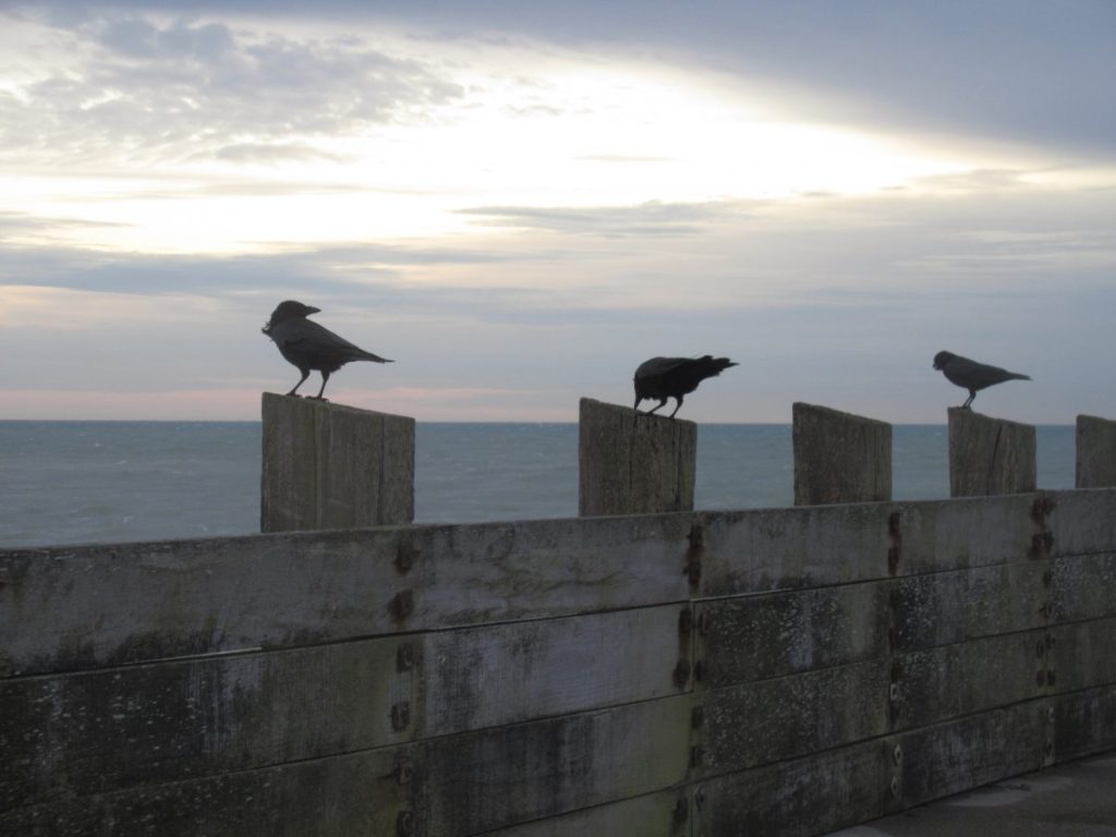 Crows in Seaford