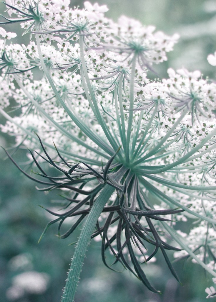 carrots-wild-1242053_1280