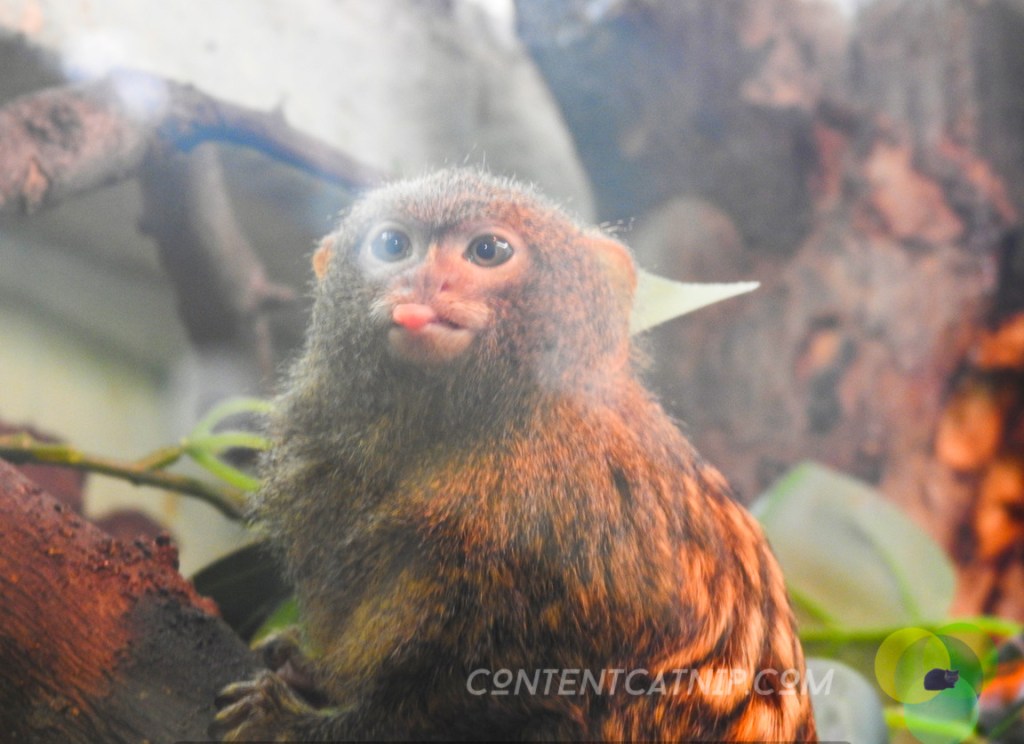 Pygmy Marmoset Warsaw Zoo Copyright Content Catnip 2019