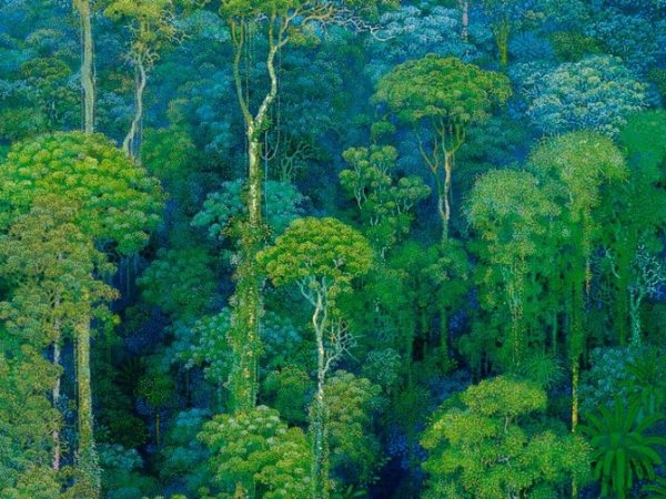 Comforting Thought: Foresty Smells Help Our Immune&nbsp;Systems