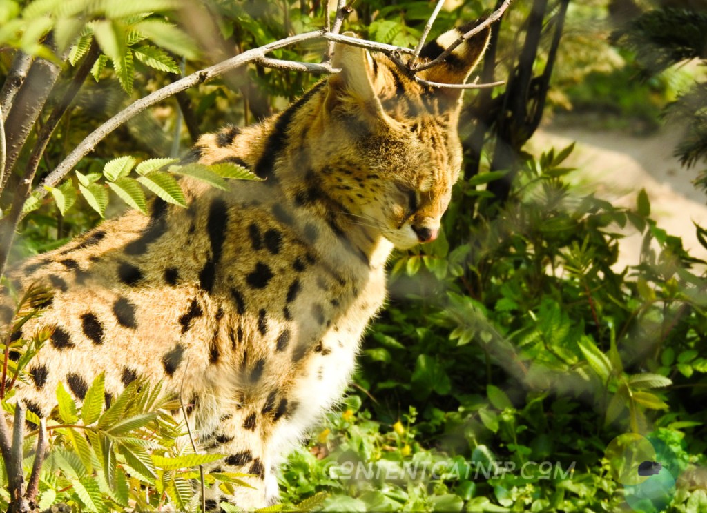 Serwal Warsaw Zoo Copyright Content Catnip 2019