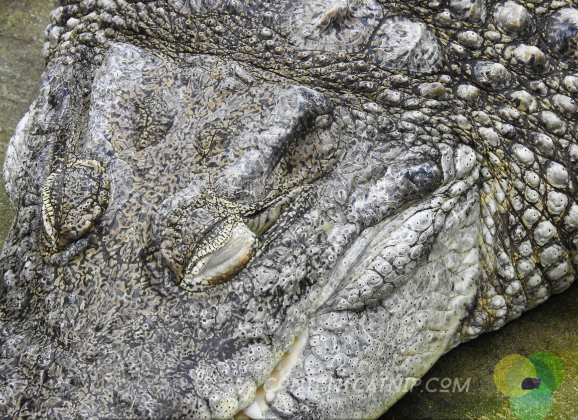 Alligator Warsaw Zoo Copyright Content Catnip 2019