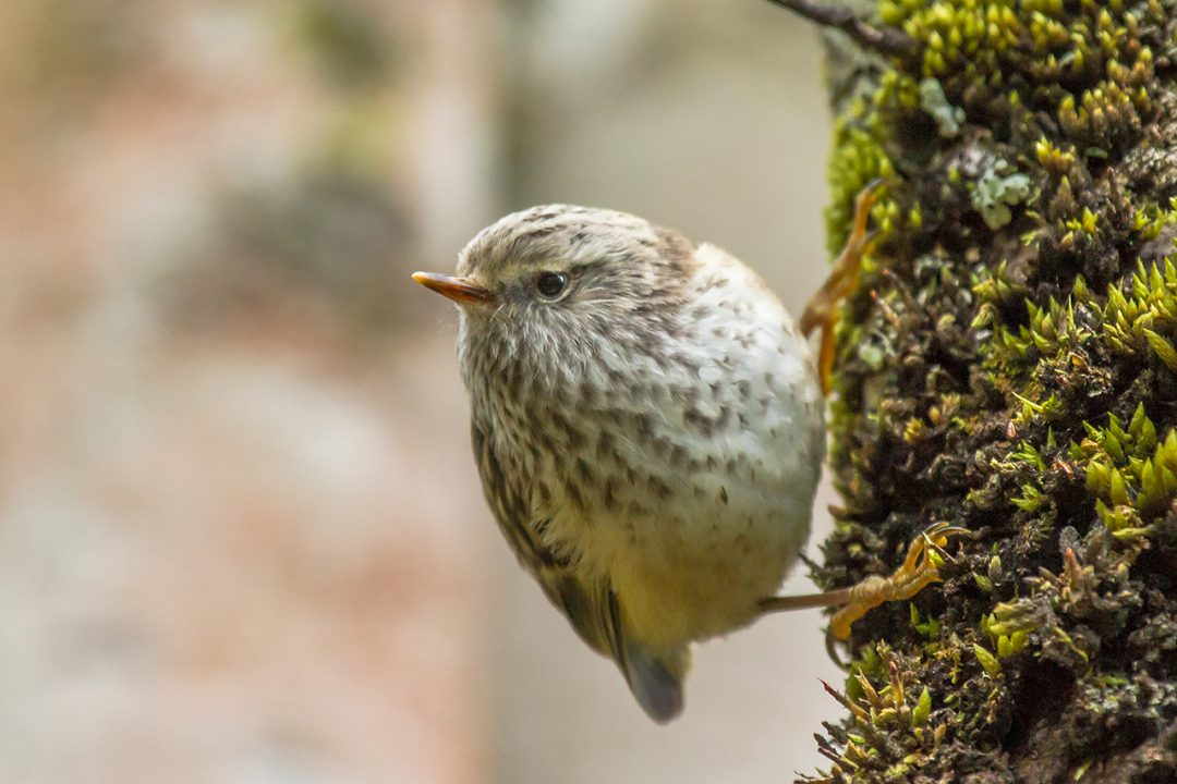 Rifleman- Birds, Mana and Maori Culture