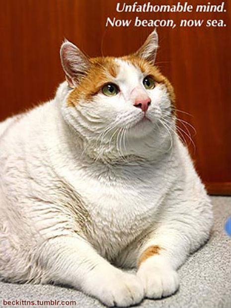 Samuel Beckett and Cats Talk About The Pointlessness of Existence