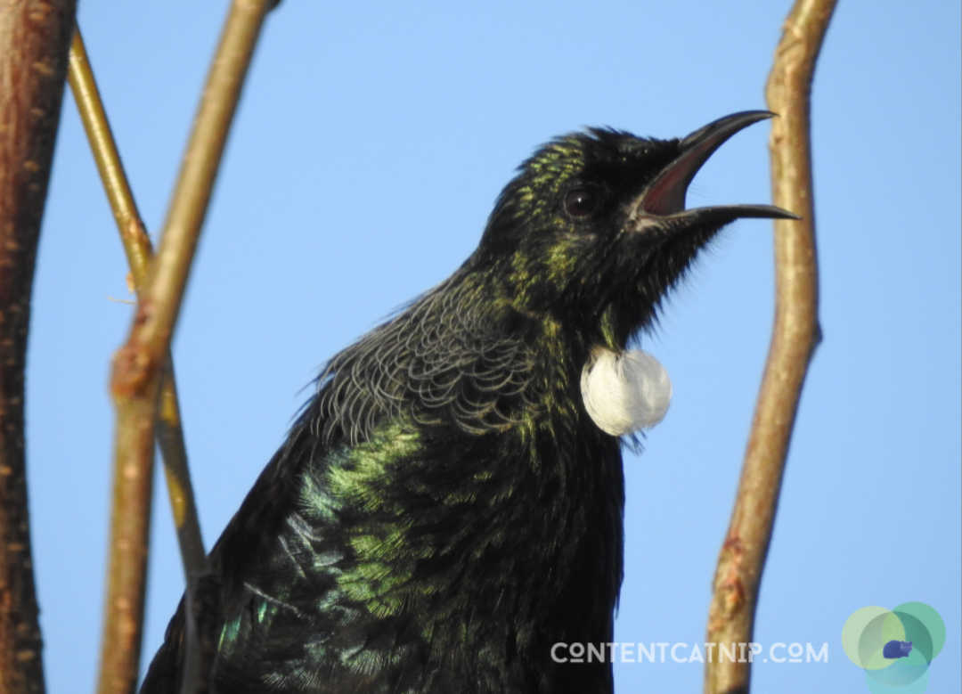 Behold the tui: seductive songstress of the shaky isles