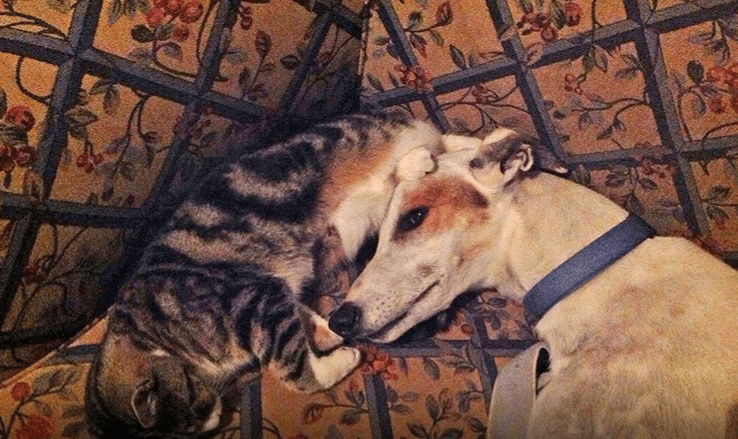 Seven Myths Dispelled About Greyhounds 