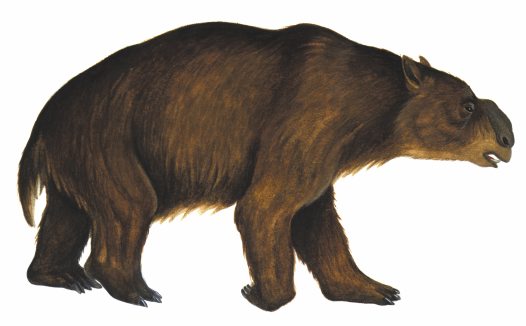 Ancient Australian Megafauna: Diprotodon optatum