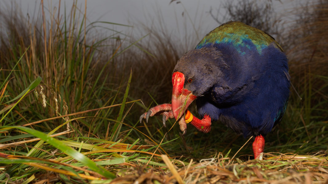 south island takahe - Birds, Mana and Maori Culture