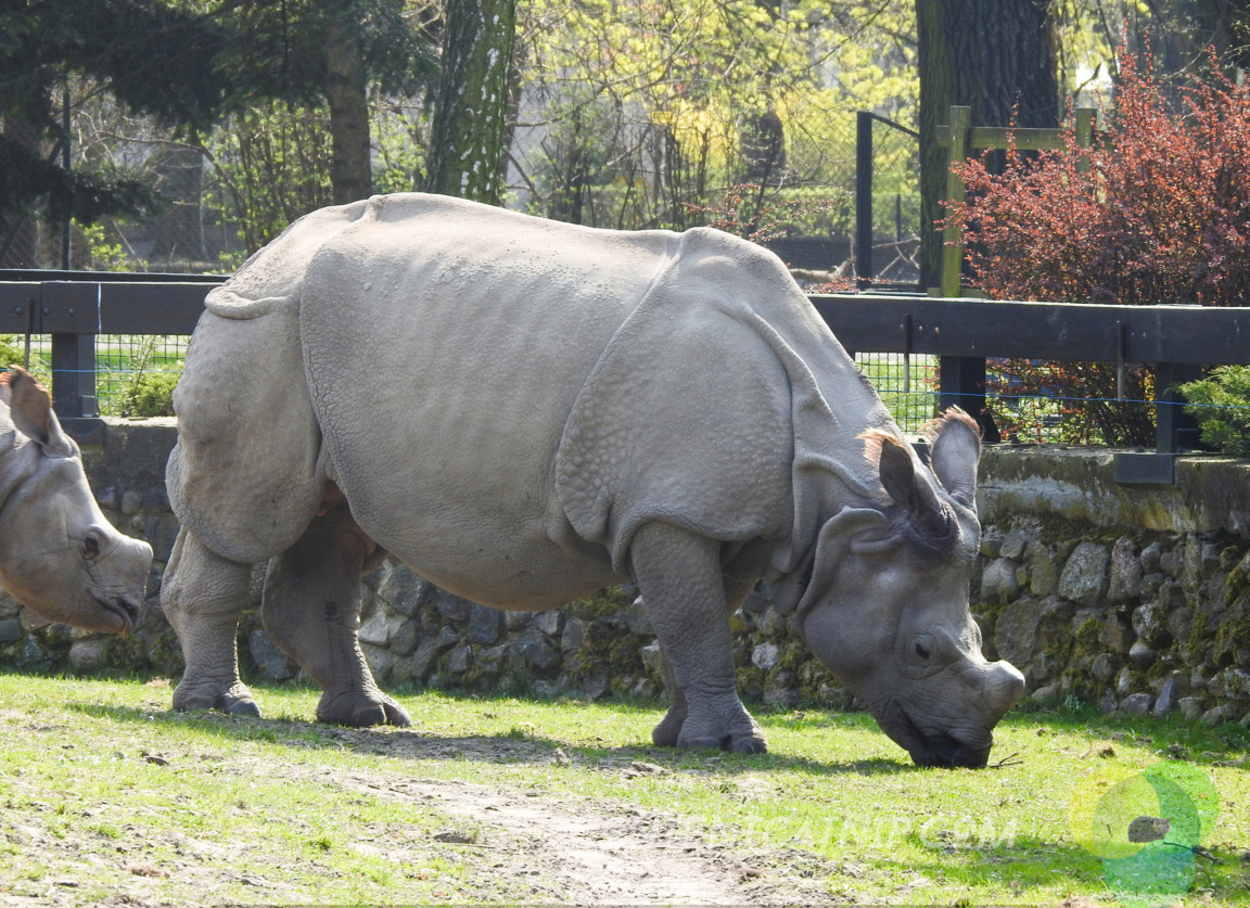 Rhino Warsaw Zoo Copyright Content Catnip 2019