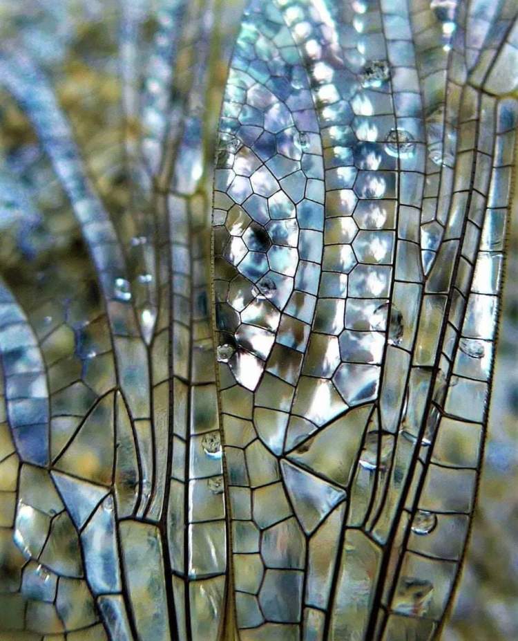 A diaphanous dragonfly's wing 