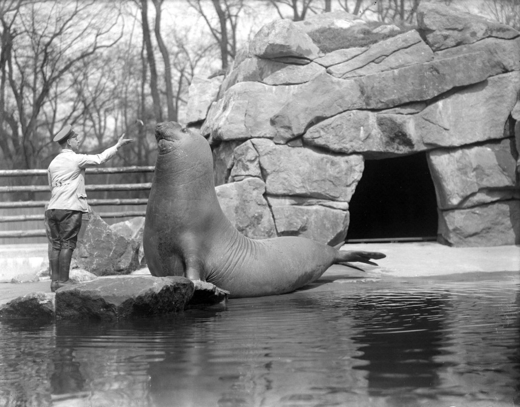 Roland: Gargantuan Elephant Seal From Berlin