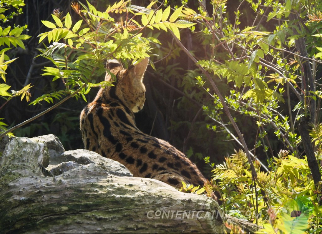 Serwal Warsaw Zoo Copyright Content Catnip 2019