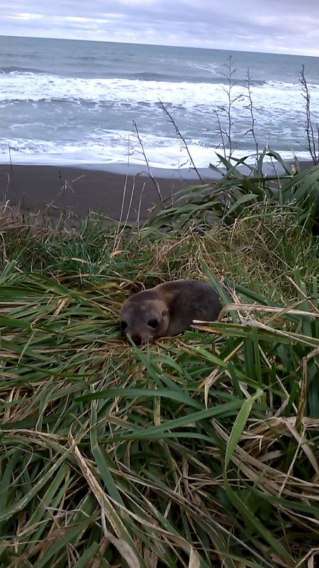 Seal on Mahia Beach Copyright Content Catnip 2017