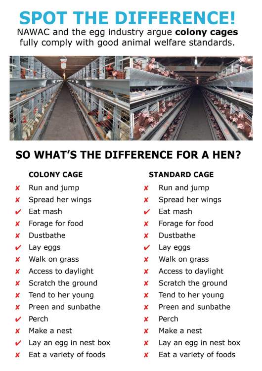 Caged Vs. Free Range Eggs // NZ Vs. Australia