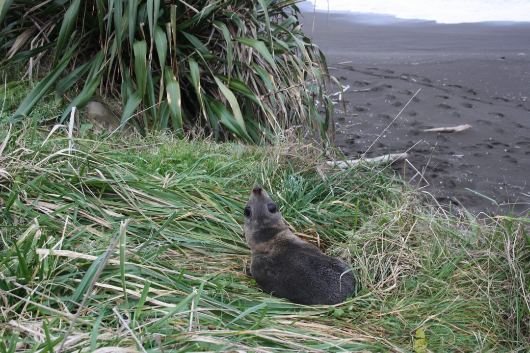 Every Picture Tells a Story: Seal of Mahia Beach