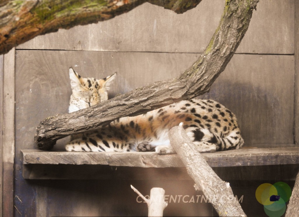 Serwal Warsaw Zoo Copyright Content Catnip 2019 