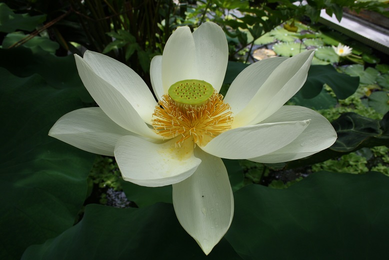 The Enchanted Ogrod of Kraków