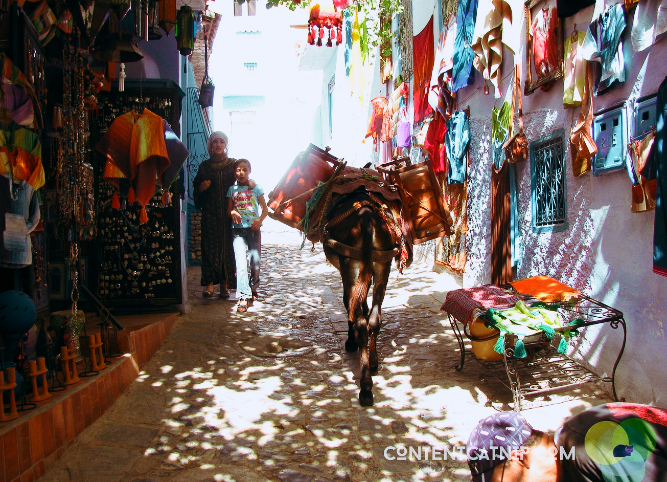 Donkey in Chefchaoen. Copyright © Content Catnip 2009 www.contentcatnip.com