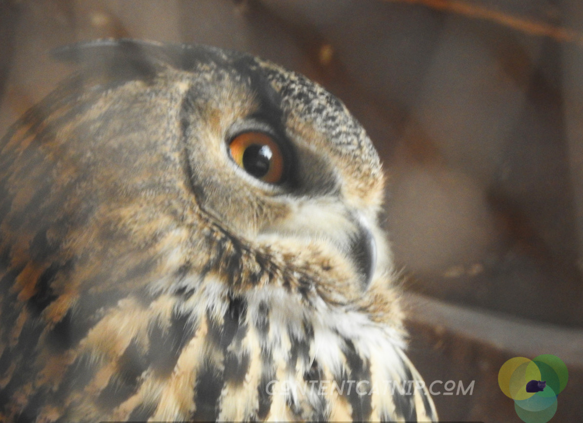 Owl Warsaw Zoo Copyright Content Catnip 2019