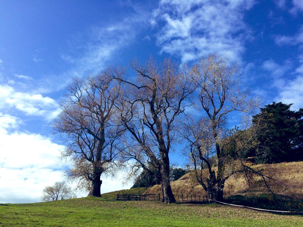 Artists & Writers In Their Own Words: Kanariya Eishi - A tree in Cornwall Park, Auckland