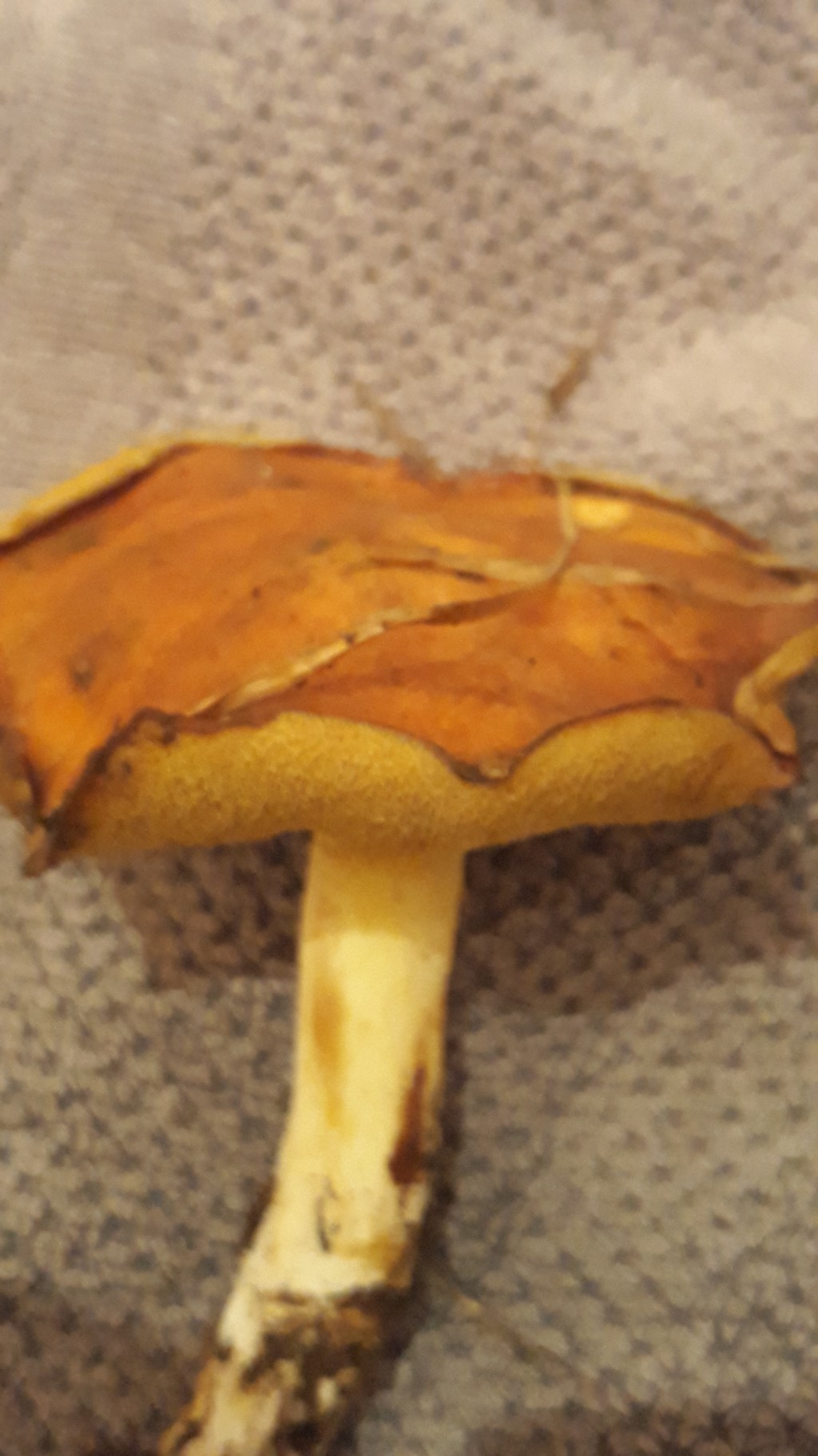 Mushrooming in New Zealand: a cautionary tale 