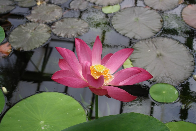 The Enchanted Ogrod of Kraków