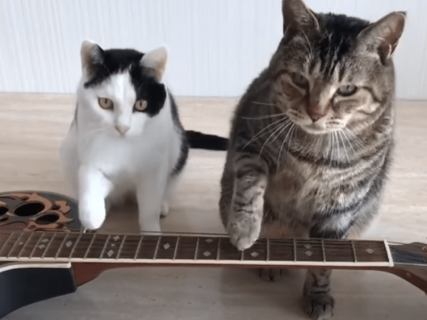 Ancient word of the day:&nbsp;Twankle