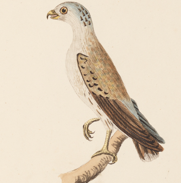 Unseen Art from Australia’s First Fleet http://wp.me/p41CQf-8h