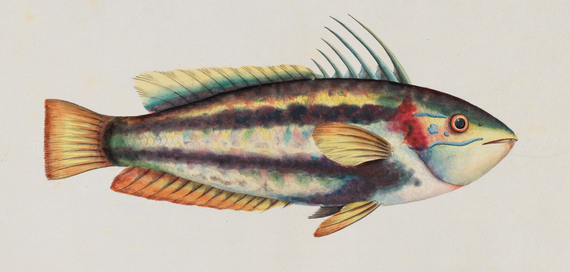 Unseen Art from Australia’s First Fleet http://wp.me/p41CQf-8h