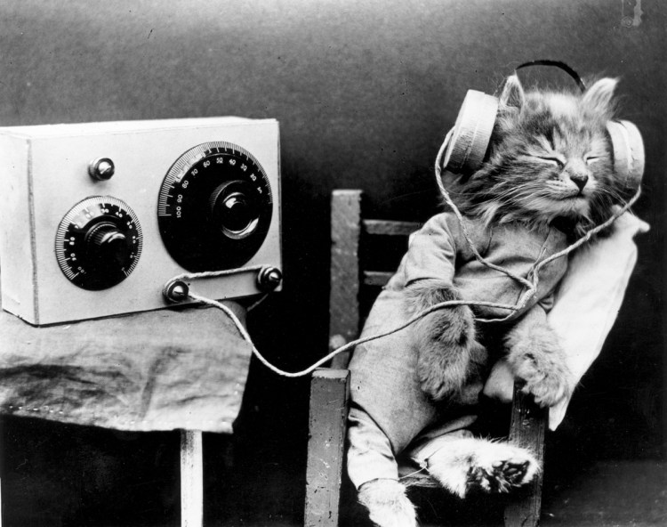 Cats Love Species-Specific Music