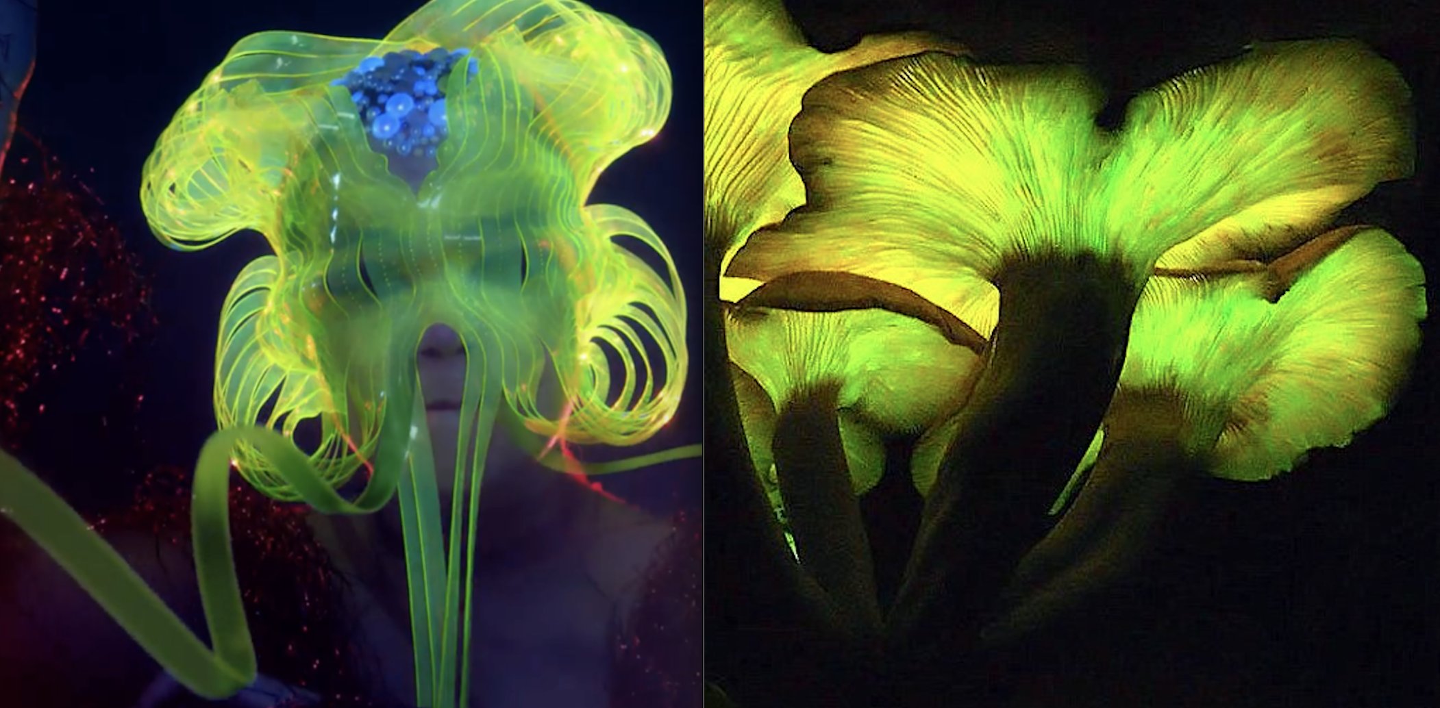 Björk as extravagant fungi