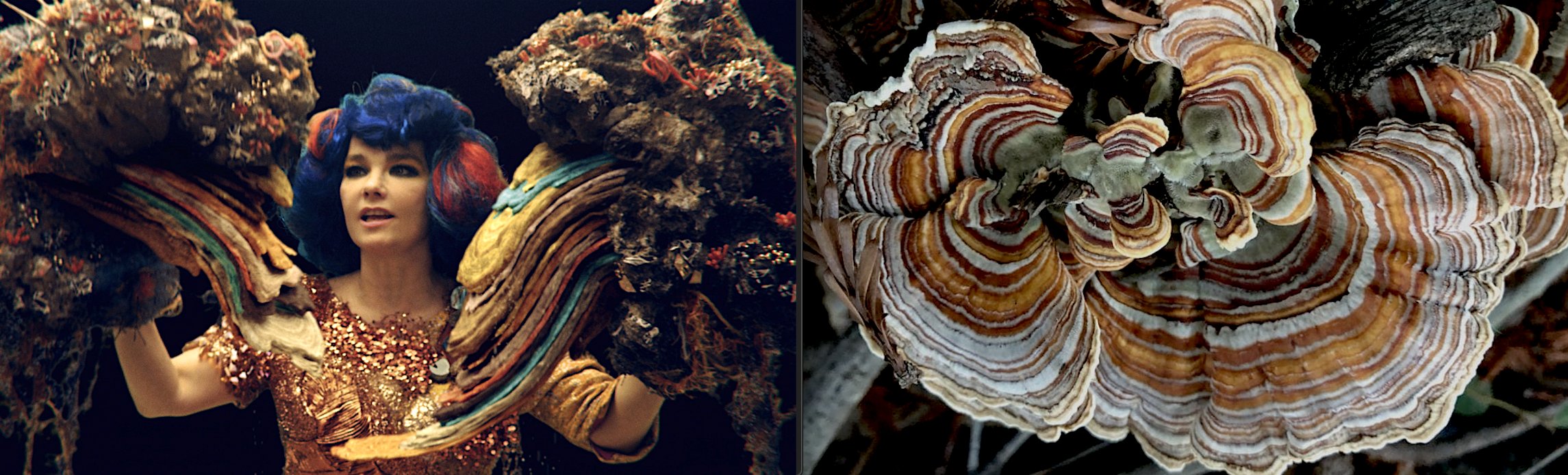 Björk as extravagant fungi