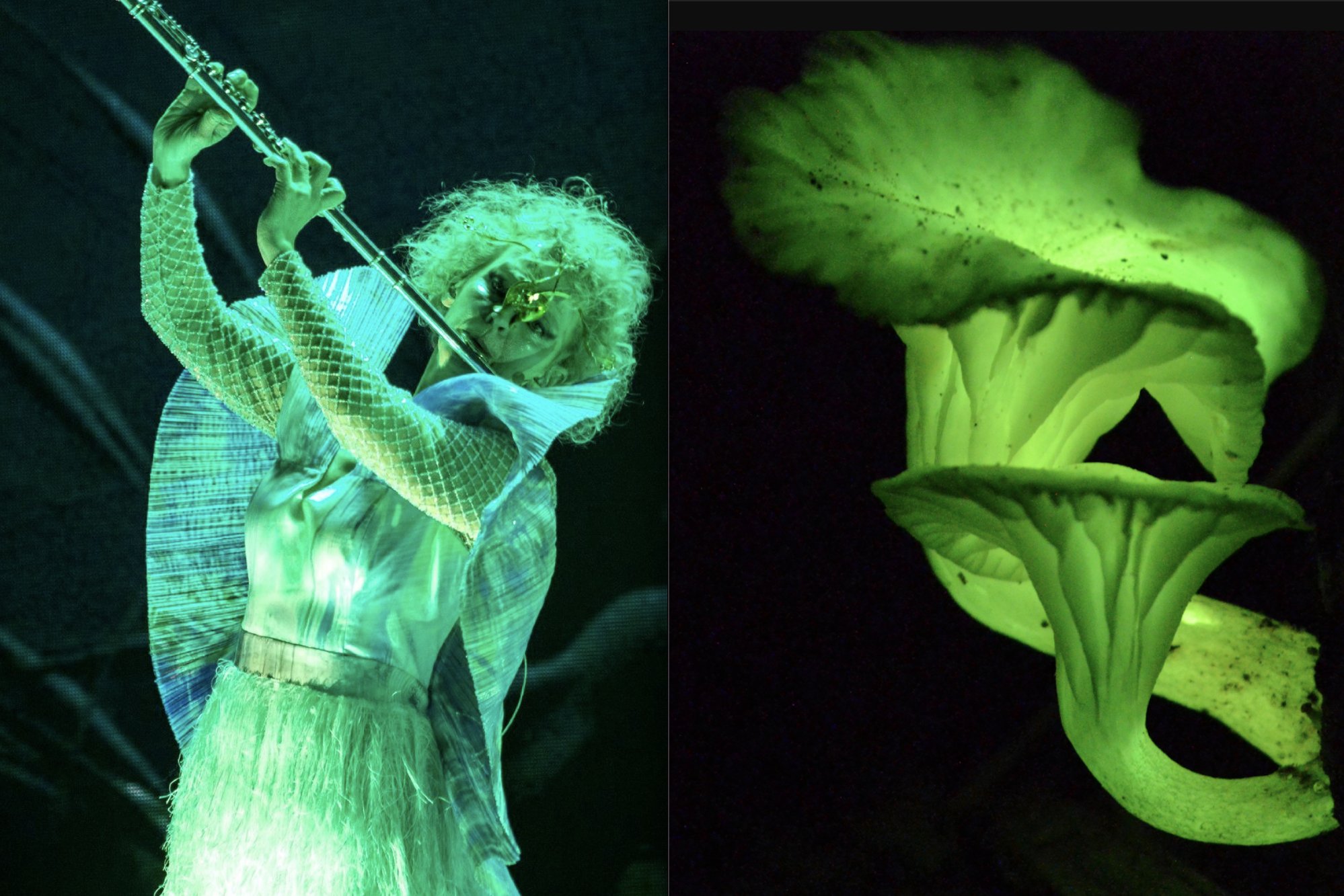 Björk as extravagant fungi