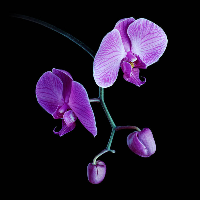 Raveen: Delicate, dreamy floral art-pop for your reflective moods