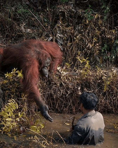 A Bornean orangutan reaches out to help a conservationist who appears to be stuck in a river.