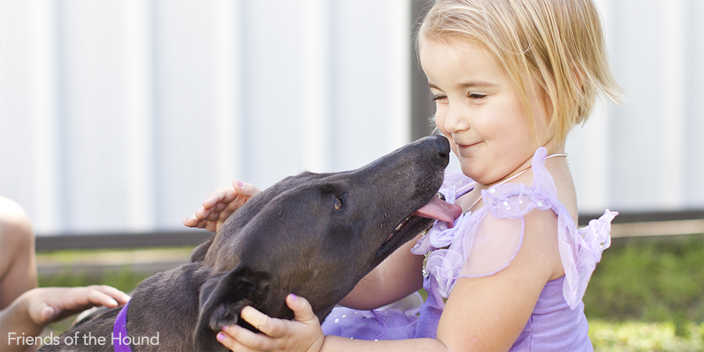 Seven Myths Dispelled About Greyhounds
