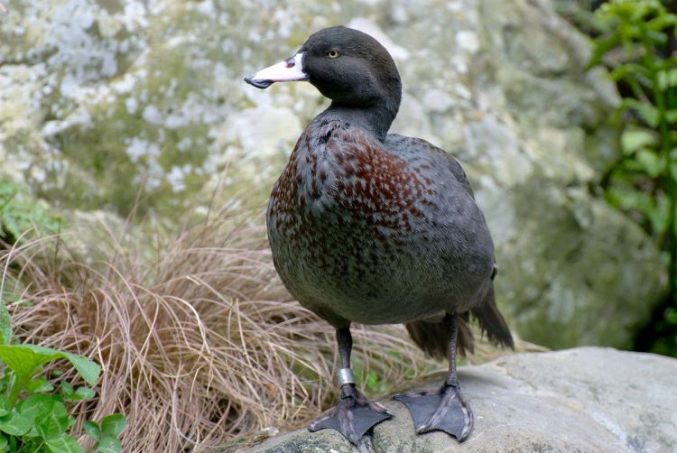 Whio - blue duck - Birds, Mana and Maori Culture 