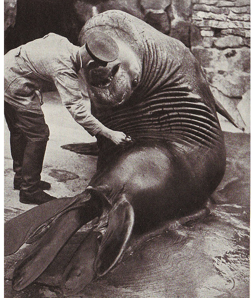 Roland: Gargantuan Elephant Seal From Berlin