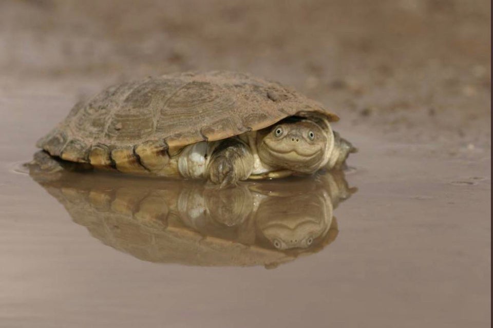 This smiling African Helmeted Turtle is happy to see you