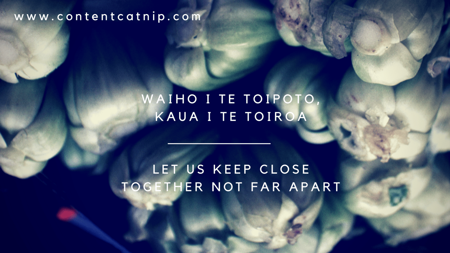 Te Ao Maori and the aesthetics of cosiness