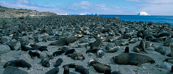Welcome to the most remote island in the world...Bouvetøya