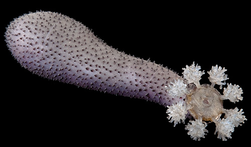 Exquisite Marine Invertebrates of the 19th Century http://wp.me/p41CQf-rWG