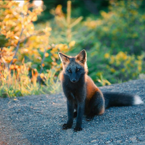 The real life Mozilla Firefox is mysterious AF